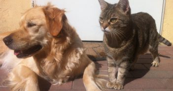 Pets | Advertising Section